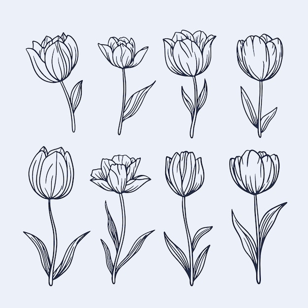 Free Vector hand drawn tulip outline illustration