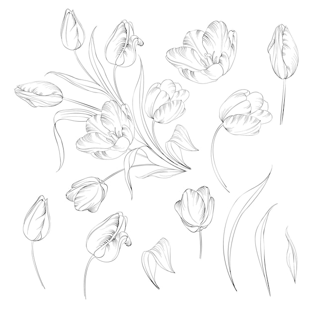 Hand drawn tulips collection in line style contour templates. Ink sketch elements of spring flowers for black and white design. Vector illustration.