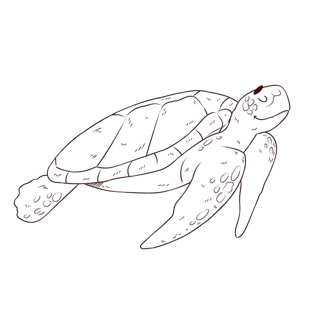 Hand drawn turtle outline illustration