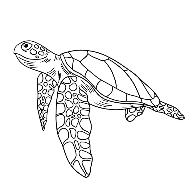 Hand drawn turtle outline illustration