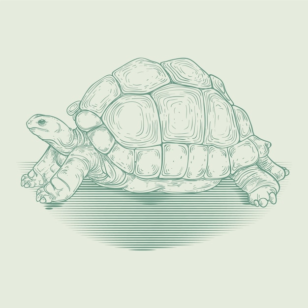 Free Vector hand drawn turtle outline illustration