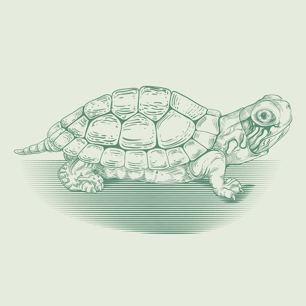 Free Vector hand drawn turtle outline illustration