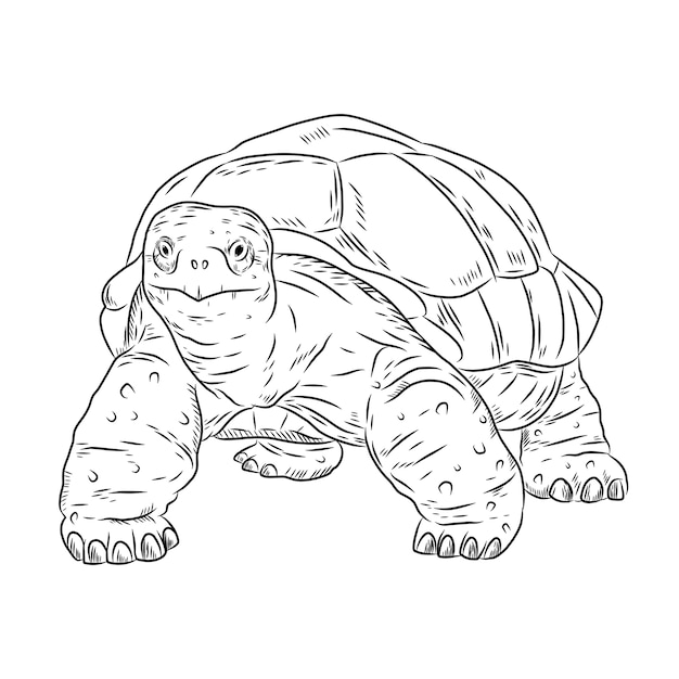 Hand drawn turtle outline illustration