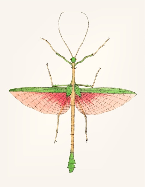 Free vector hand drawn of two-spined mantis