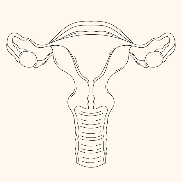 Hand drawn uterus drawing illustration