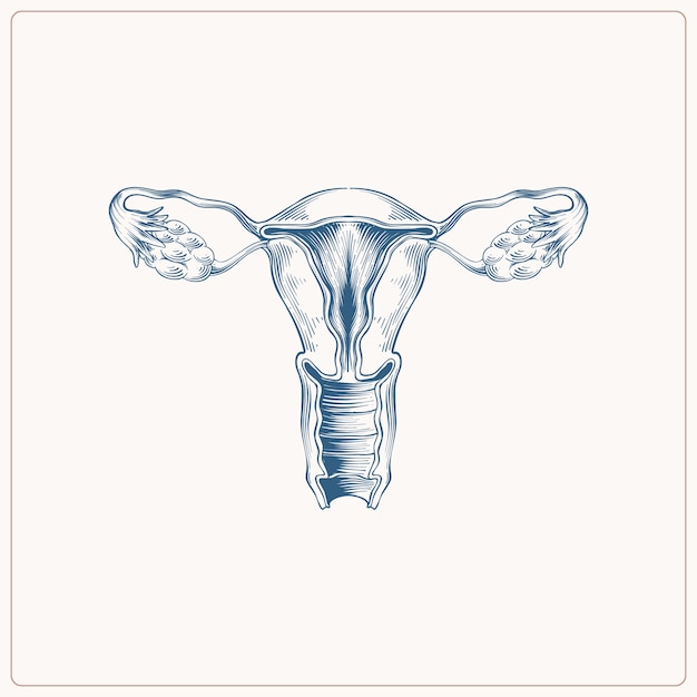 Hand drawn uterus drawing illustration