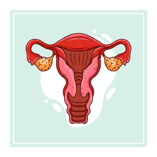 Hand drawn uterus drawing illustration