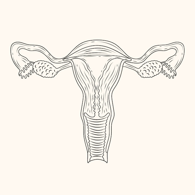 Hand drawn uterus drawing illustration