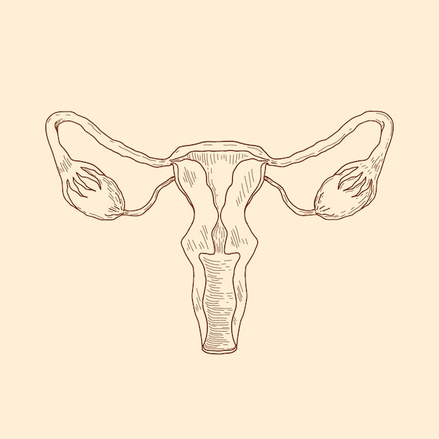 Hand drawn uterus drawing illustration