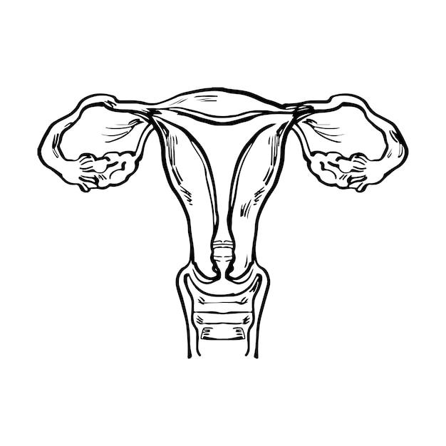 Hand drawn uterus drawing illustration