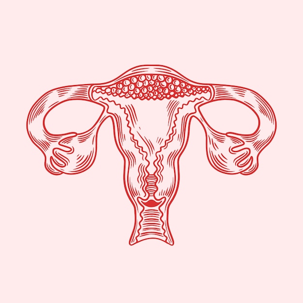 Hand drawn uterus drawing illustration