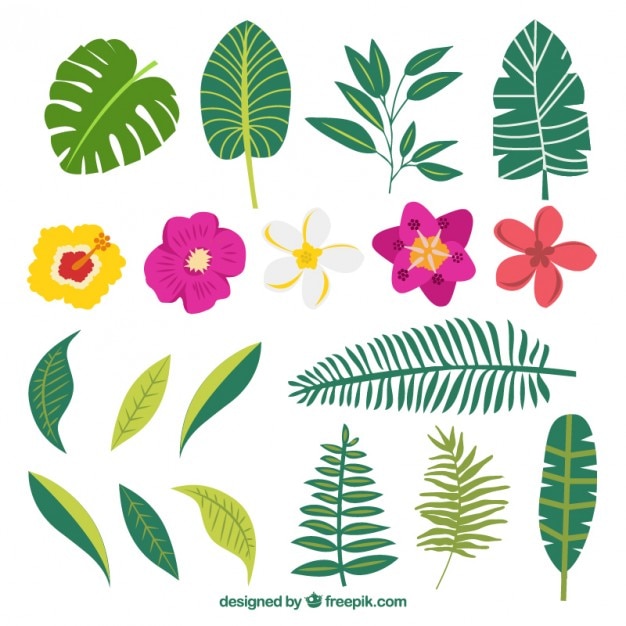 Free Vector hand drawn variety of plants and exotic flowers