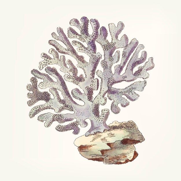 Hand drawn of Violaceous Millipore coral