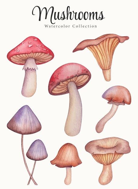 Hand drawn watercolor mushrooms collection