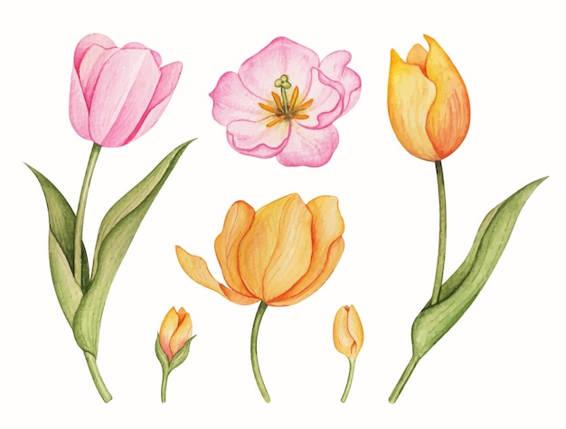 Hand drawn watercolor tulip flowers set