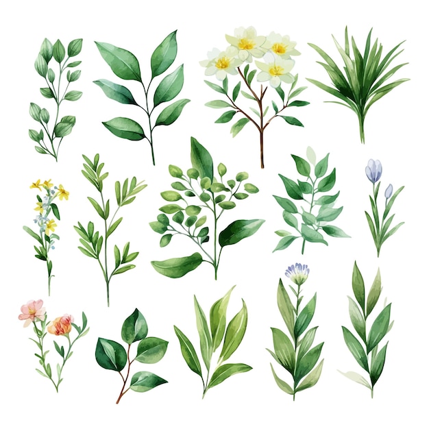 Hand drawn watercolour floral leaves illustration clipart