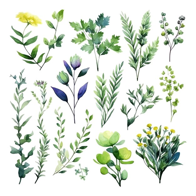 Hand drawn watercolour floral leaves illustration clipart