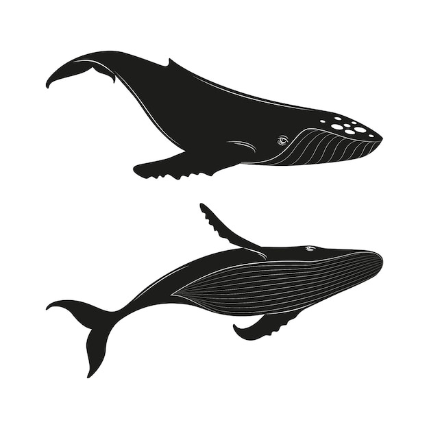 Hand drawn whale  silhouette