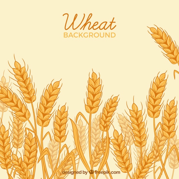 Free Vector hand drawn wheat background