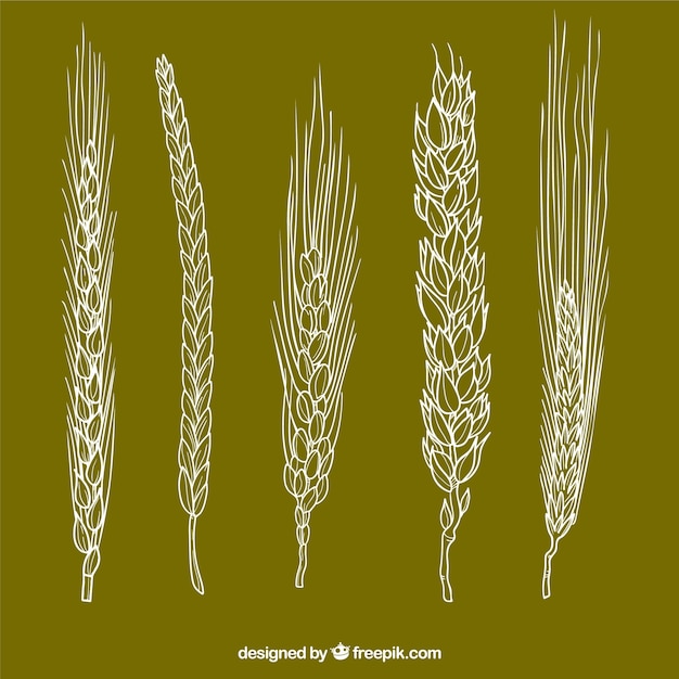 Free Vector hand drawn wheat collection