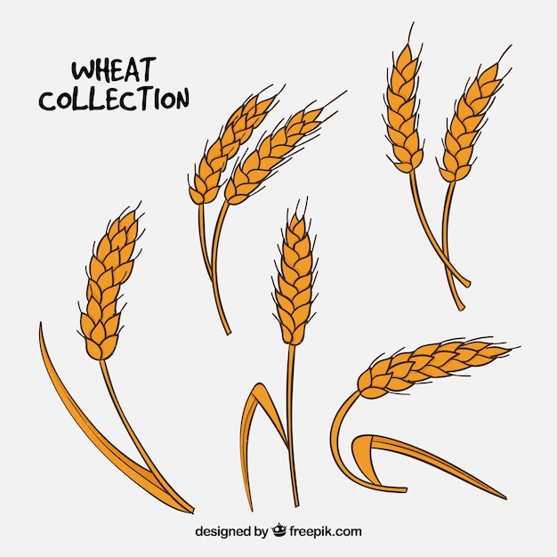 Hand drawn wheat collection