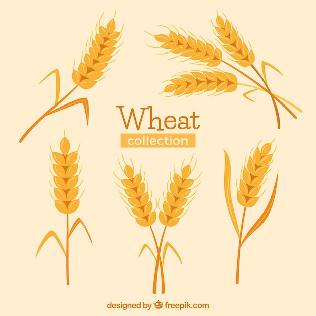 Hand drawn wheat collection