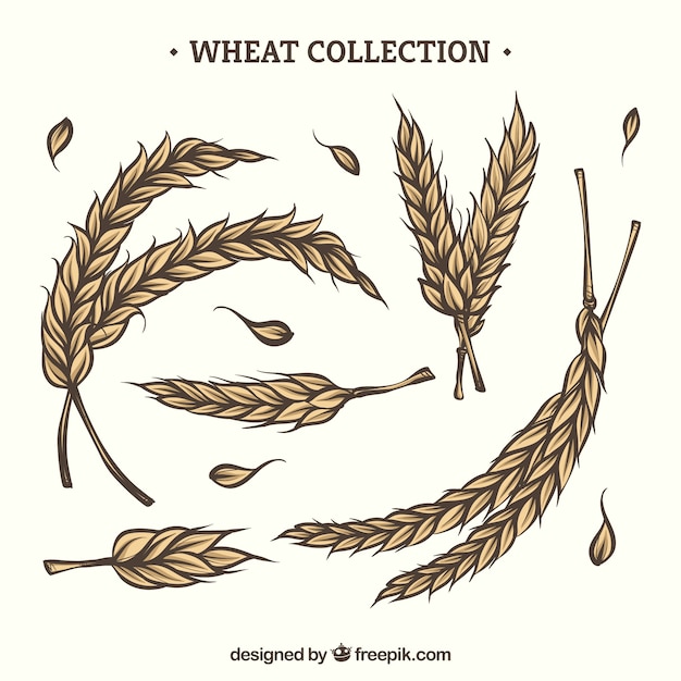 Free Vector hand drawn wheat collection