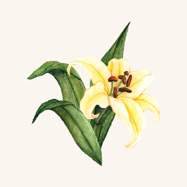 Hand drawn white lily flower isolated