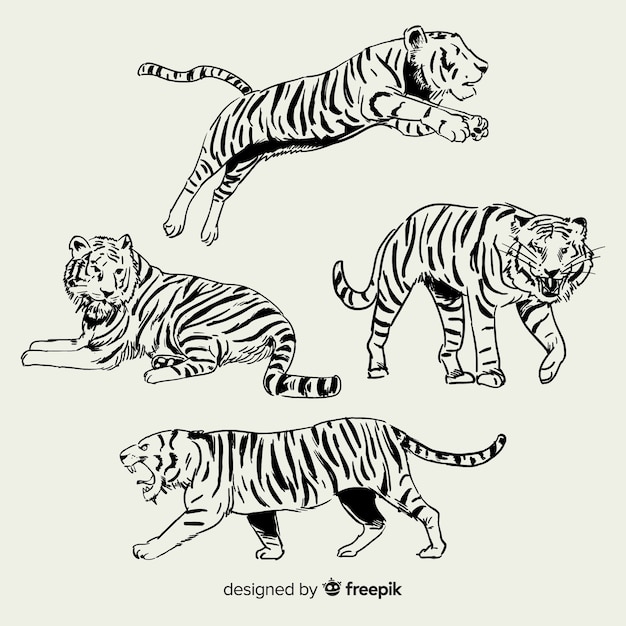 Hand drawn wild tiger collection