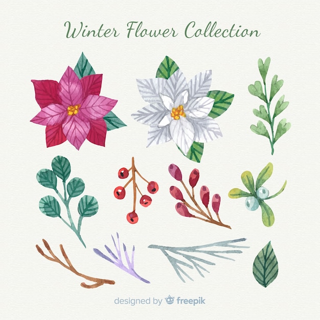 Hand drawn winter flower collection