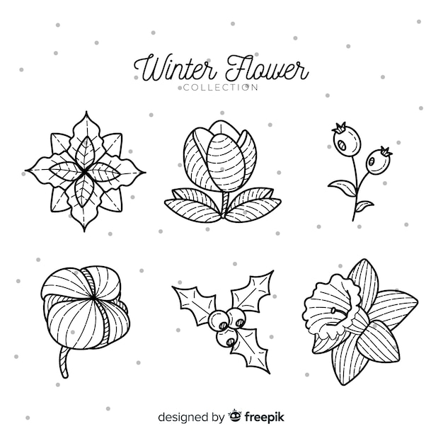 Hand drawn winter flower collection