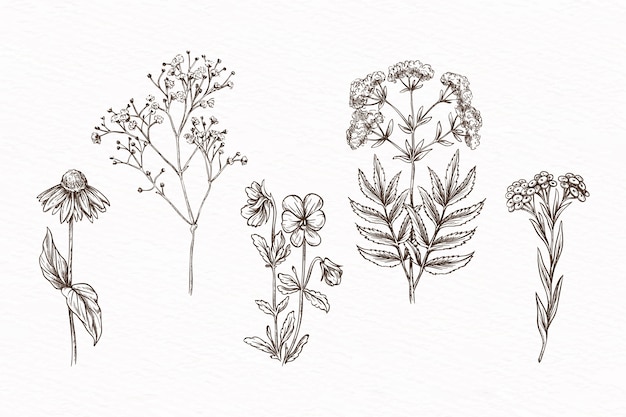 Free Vector hand-drawn with herbs & wild flowers