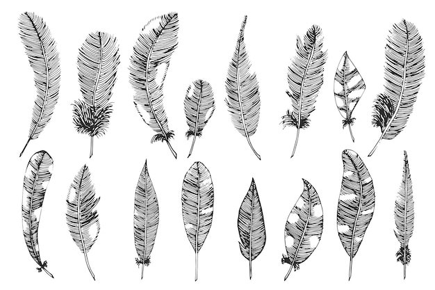 Hand drawn with ink feathers. Vector illustration, sketch.