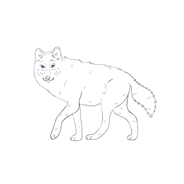 Hand drawn wolf outline illustration