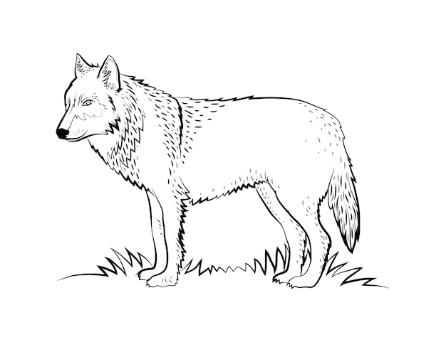 Free Vector hand drawn wolf  outline illustration