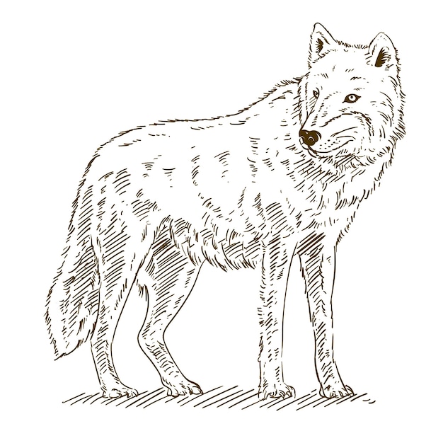 Hand drawn wolf outline illustration