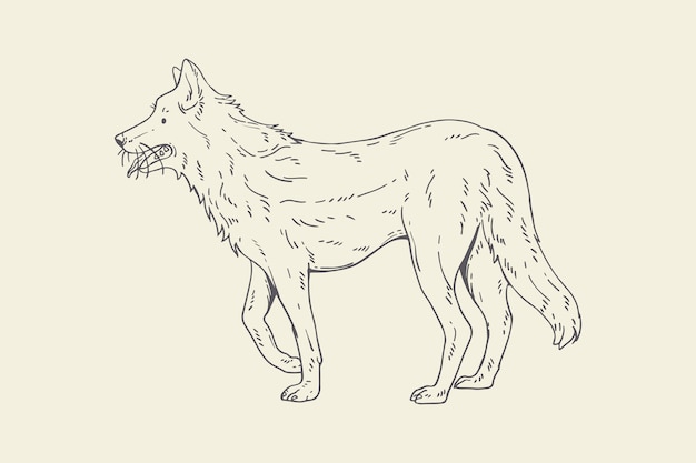 Free vector hand drawn wolf outline illustration