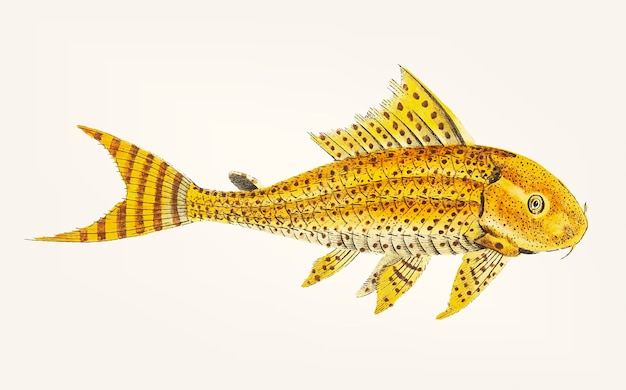 Free Vector hand drawn of yellow loricaria