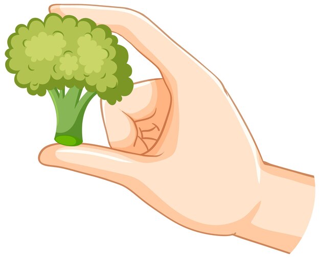 Hand holding broccoli isolated