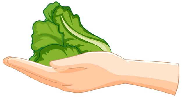 Free Vector hand holding fresh green lettuce