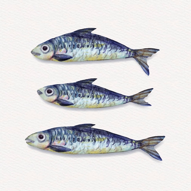 Free Vector hand painted delicious sardine illustration