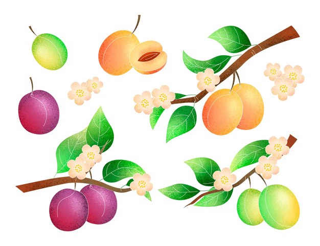 Hand-painted plum tree illustration