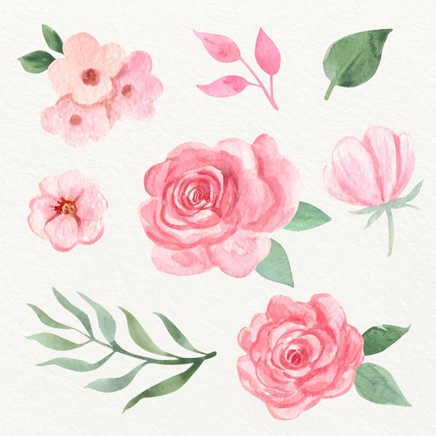 Hand painted watercolor flower collection