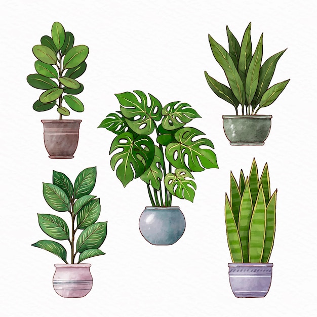 Hand painted watercolor houseplant collection