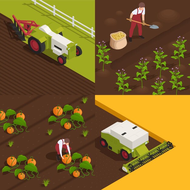 Harvesting concept 4 isometric compositions with farm workers