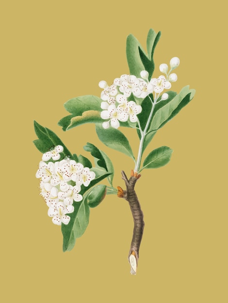 Free Vector hawthorn flower from pomona italiana illustration