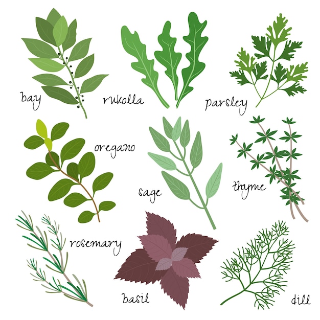 healing, medicinal and fragrant herbs set