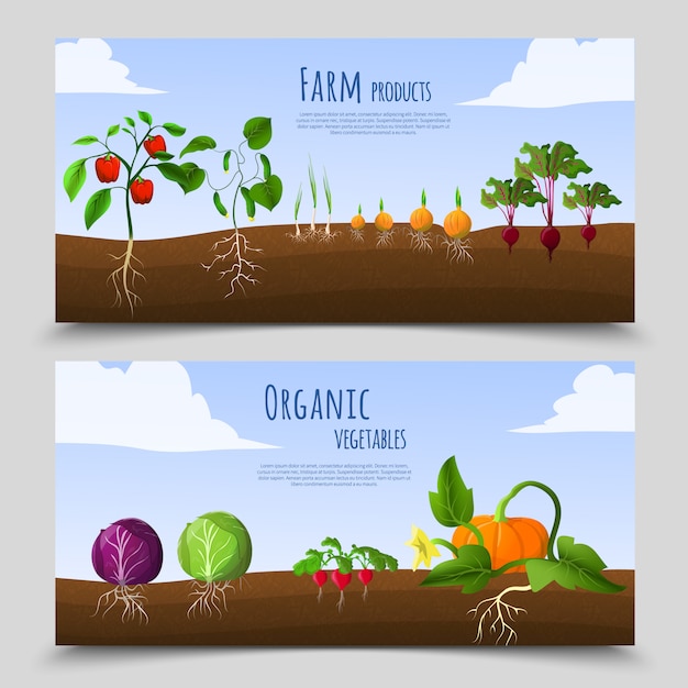 Healthy Food Horizontal Banners