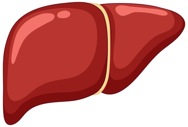 Healthy Liver on white background