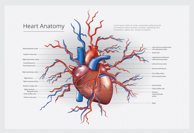 Free Vector heart anatomy vector illustration